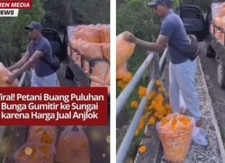 VIRAL! Warga Buang Puluhan Bunga Gumitir ke Sungai karena Harga Jual Anjlok
