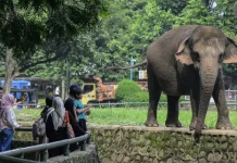 Wisata Malam di Ragunan Resmi Dibuka, Catat Jadwal dan Tarif Tiketnya
