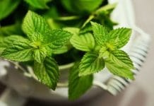 Bukan Hanya Untuk Masakan: Daun Mint Bisa Singkirkan Mata Panda