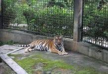 Menyusuri Taman Satwa Cikembulan Garut: Destinasi Asri dan Edukatif untuk Semua Usia