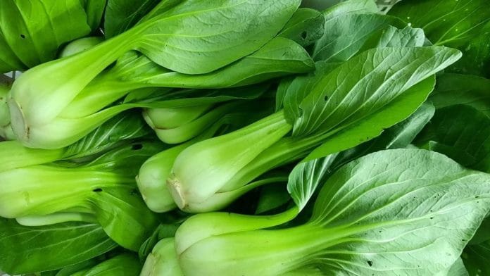 1761041517_pakcoy-1_1691.jpeg