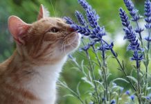 Tanaman Pengusir Kucing yang Efektif Agar Tidak Berak Sembarangan di Halaman