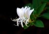 Honeysuckle: Bunga Herbal Ajaib untuk Kulit Cerah, Sehat, dan Bebas Masalah