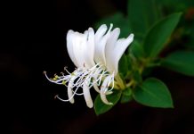 Honeysuckle: Bunga Herbal Ajaib untuk Kulit Cerah, Sehat, dan Bebas Masalah