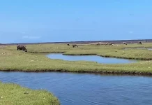 Menyelami Keindahan Padang Savana Lumajang: Panduan Lengkap Untuk Petualangan Alam Tak Terlupakan