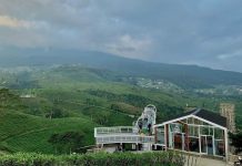 Menelusuri Pesona Kebun Teh Kemuning: Surga Hijau Fotogenik di Lereng Gunung Lawu