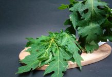 Manfaat Luar Biasa Daun Pepaya bagi Tubuh, Ternyata Tak Sekadar Obat Tradisional