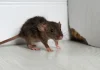 Bahaya Kotoran Tikus, Cara Aman Lindungi Keluarga di Rumah